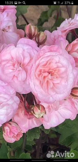 Пеларгония сортовая,герань