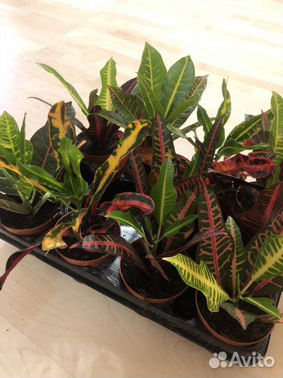 Кодиеум кротон