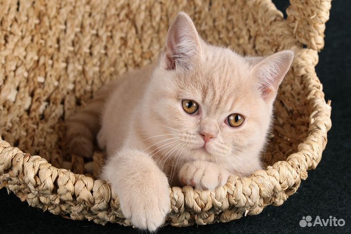 Британские котята