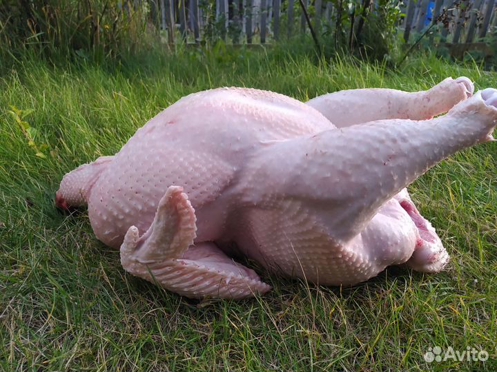 Мясо индейки