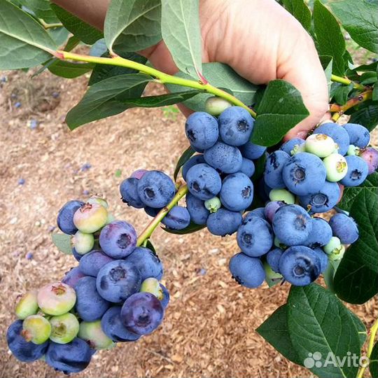 Саженцы голубики 