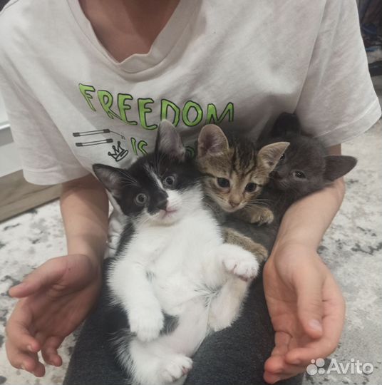 Котята в добрые руки