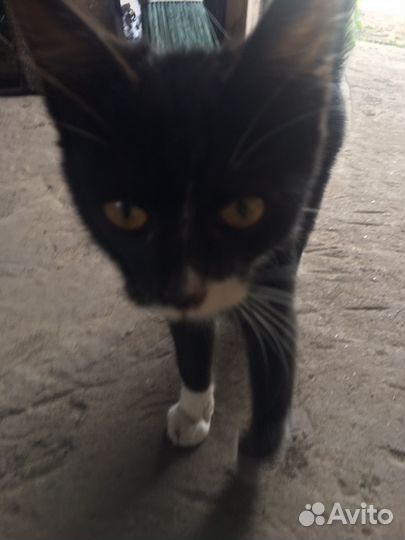 Кошка