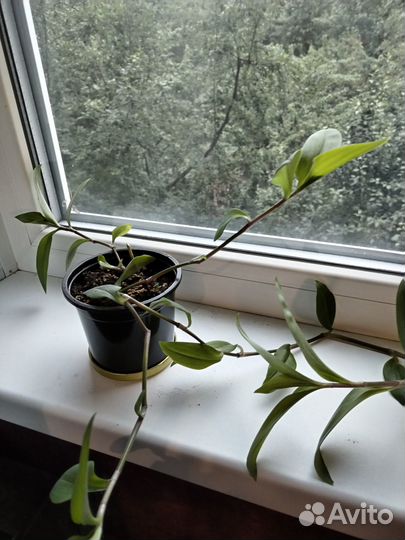 Комнатные растения Традесканция