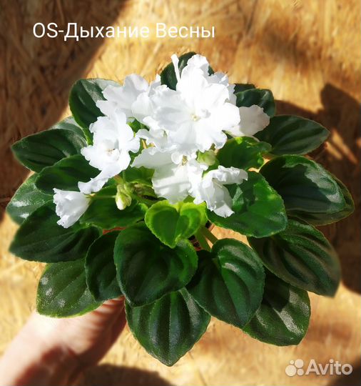 Фиалки мини и полумини,лист