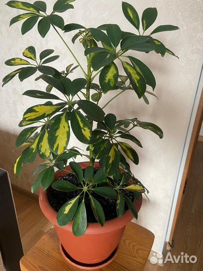 Комнатные цветы шефлера