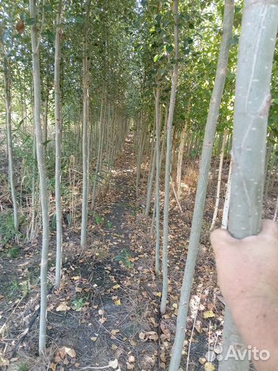 Тополь китайский тополь берлинский пирамидальный