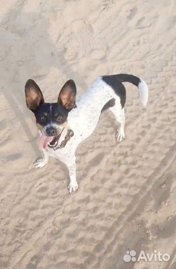 Маленькая собачка