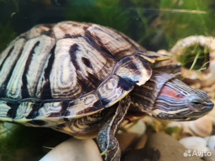 Черепахи красноухие