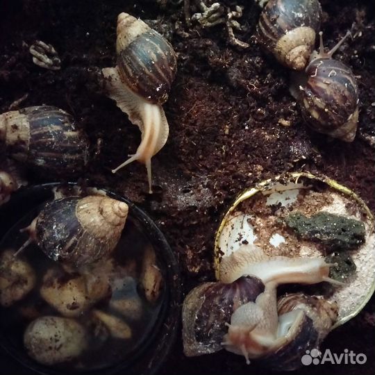 Бесплатно Улитки ахатины