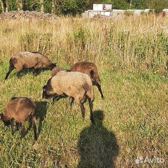 Баран Романовский на племя