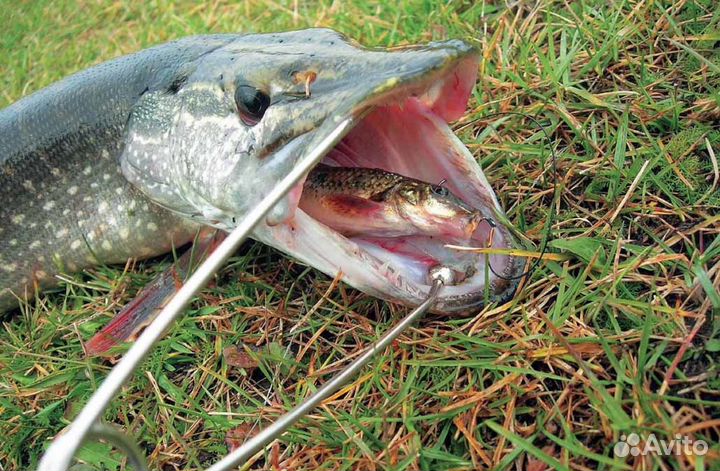 Живец для рыбалки