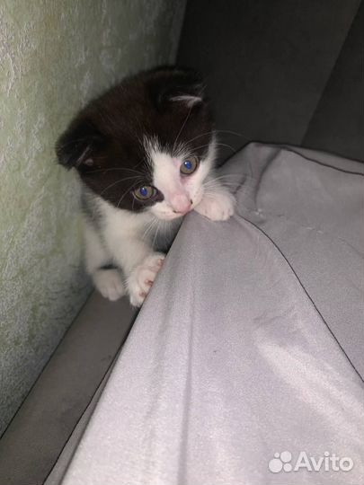 Вислоухие котята