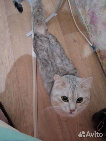 Котик в добрые руки