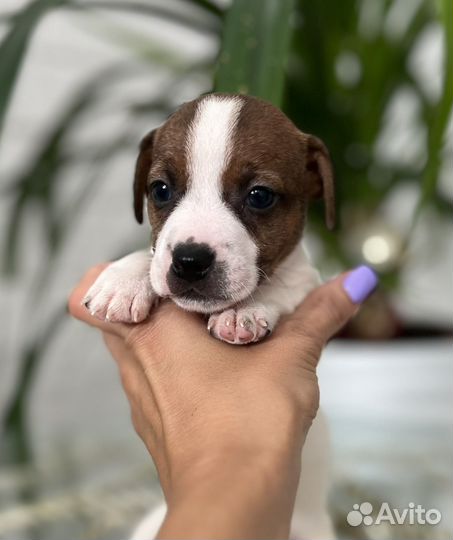 Джек Рассел терьер