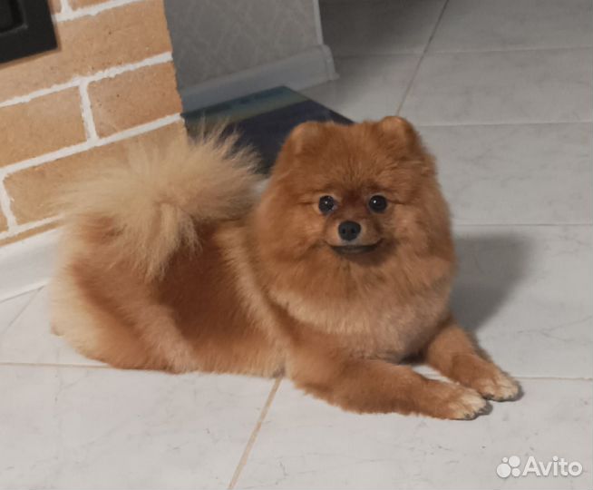 Домашние животные собаки щенки