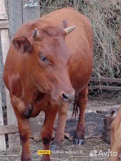 Продам телку