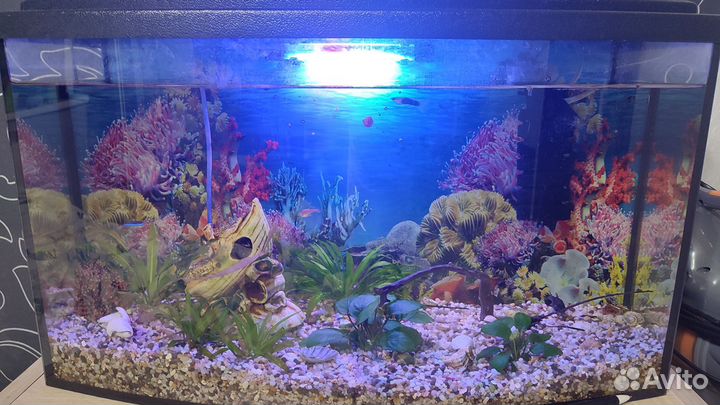 Аквариум с рыбками
