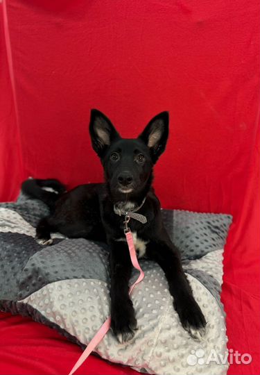 Чёрный щенок