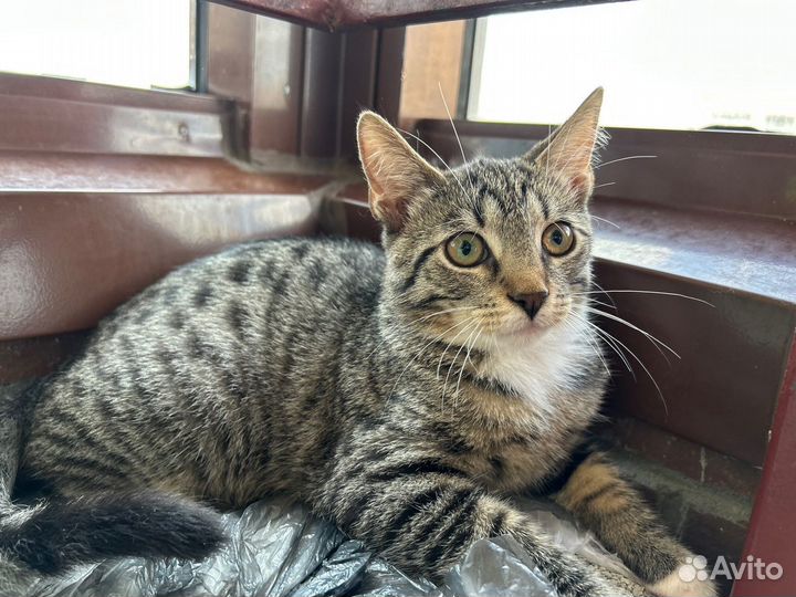 Невероятная полосатая милота мальчик девочка 4,5 м