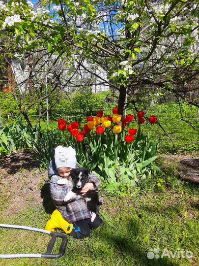 Пять пандочек в дар