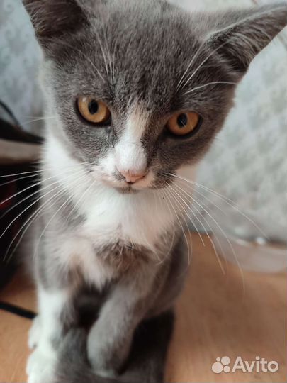Котята в добрые руки бесплатно