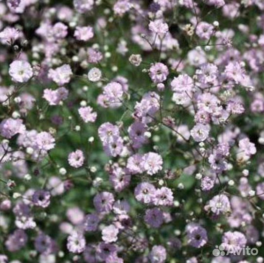 Гипсофила Р9