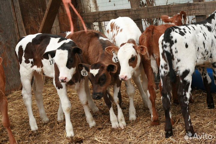 Привитые телята с доставкой на дом
