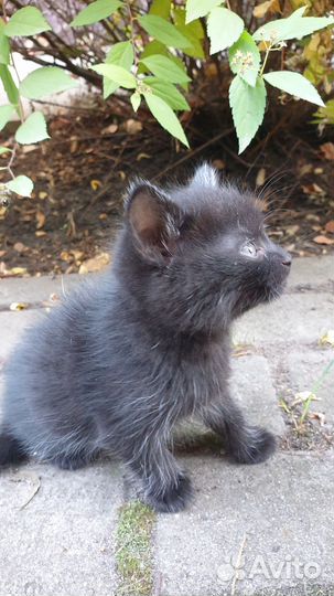 Котята 1 месяц