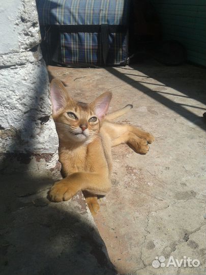 Абиссинский котик