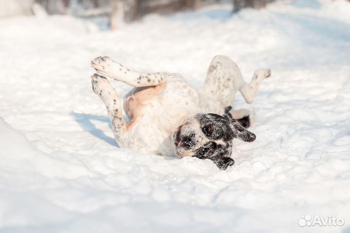 Добродушный мишка Верный