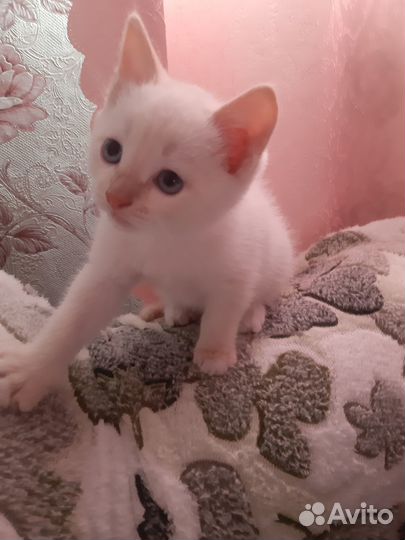 Котёнок. Мальчик. 2 месяца