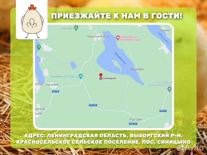 Куринные желудки