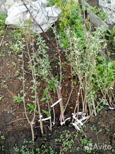 Саженцы плодовых, ягодных и декоративных культур