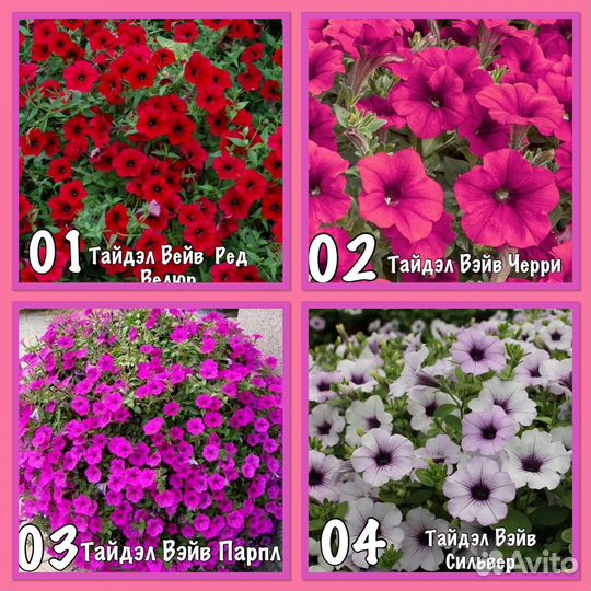 Петуния.Эустома