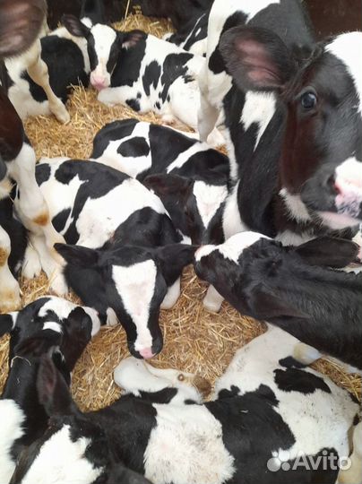 Телята телочки бычки доставка до двора