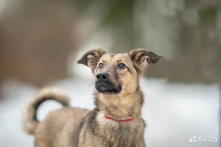 Собаки в дар бесплатно