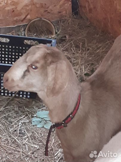 Продается козочка