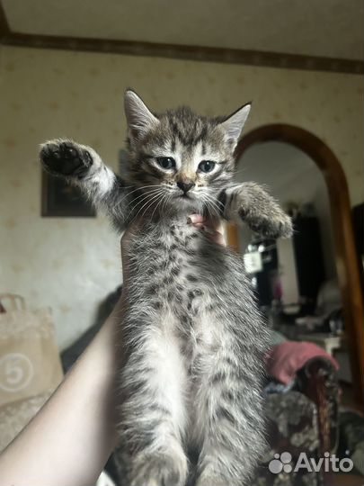Отдам котенка