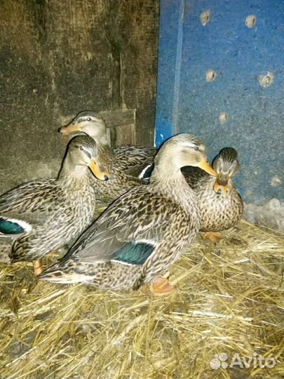 Подсадные утки