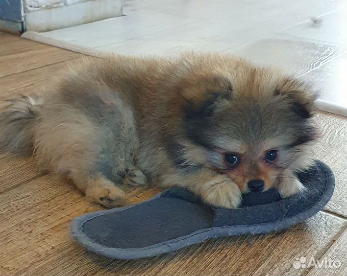 Щенок шпица мальчик