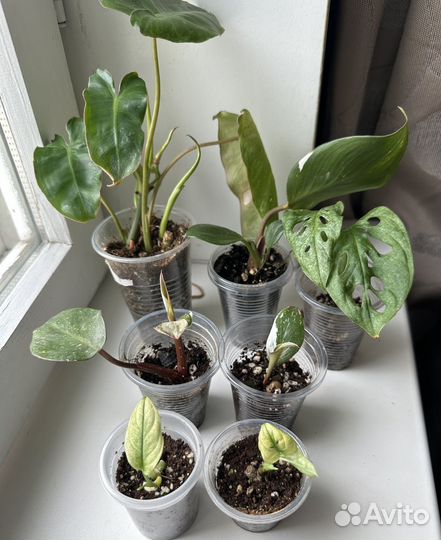 Монстера Адансона Минт Ред Андерсон эпипремнум