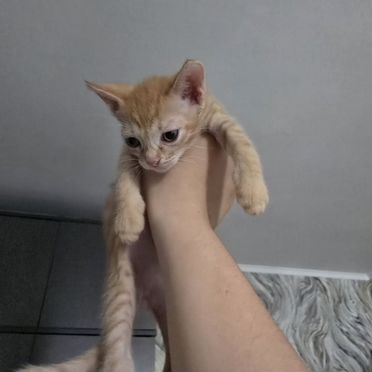 Минскин котёнок