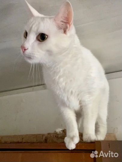 Котик Снежок в добрые руки