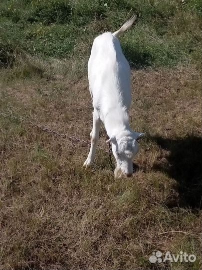 Коза молодая, на мясо