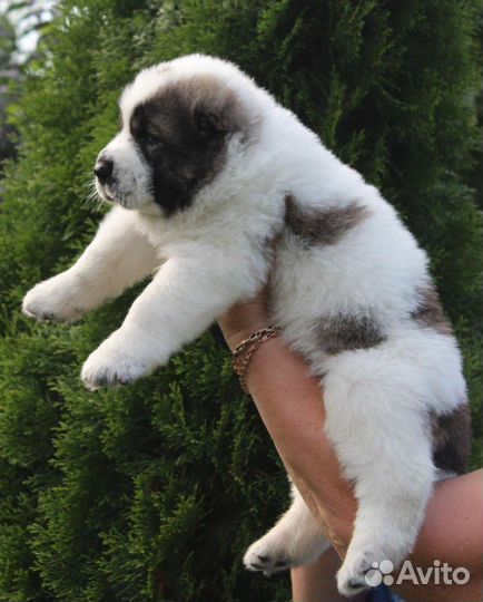 Среднеазиатская овчарка алабай щенки