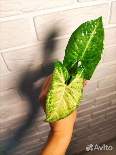 Сингониум конфетти