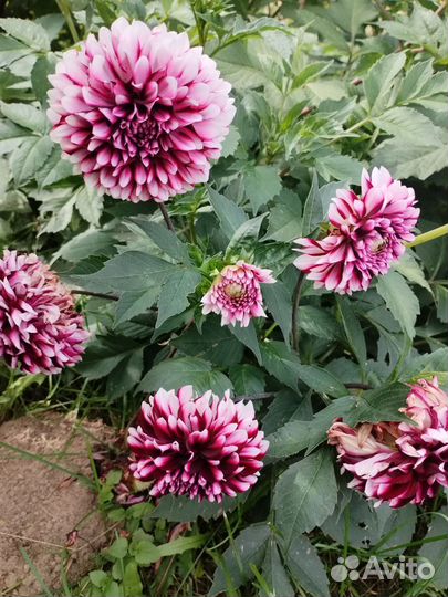 Цветы обмен