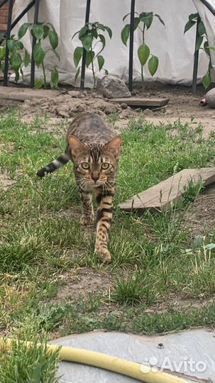 Бенгальский кот