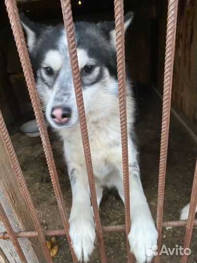 Сибирский хаски